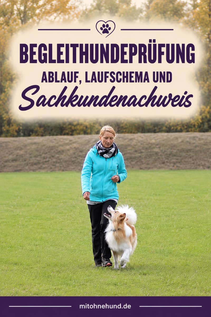 Frau läuft mit Hund in der Fußarbeit während der Begleithundeprüfung. Das Bild zeigt den Ablauf der Begleithundeprüfung mit Sachkundenachweis und Laufschema.