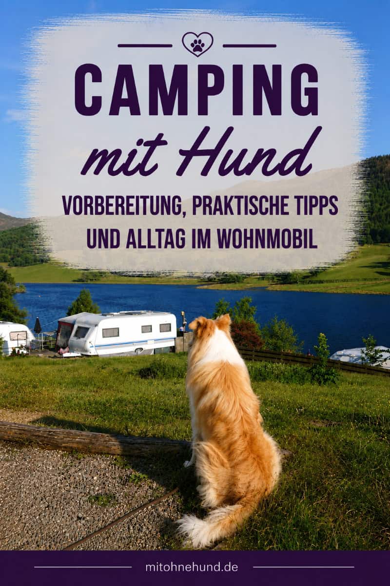 Hund sitzt vor einem Wohnmobil auf einem Campingplatz am See. Das Bild zeigt Camping mit Hund und die Vorbereitung für einen sicheren Campingurlaub mit Wohnmobil.