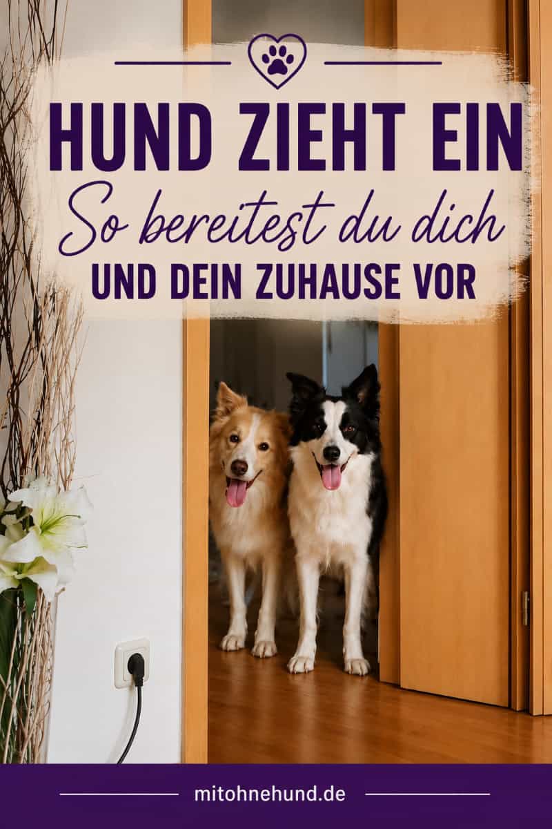 Zwei Hunde stehen in einer offenen Tür als Titelbild für einen Ratgeber zum Hundeeinzug. Der Artikel zeigt, wie du dich und dein Zuhause auf den Einzug eines Hundes vorbereitest – inklusive Checkliste, Erstausstattung und Wohnungssicherheit.
