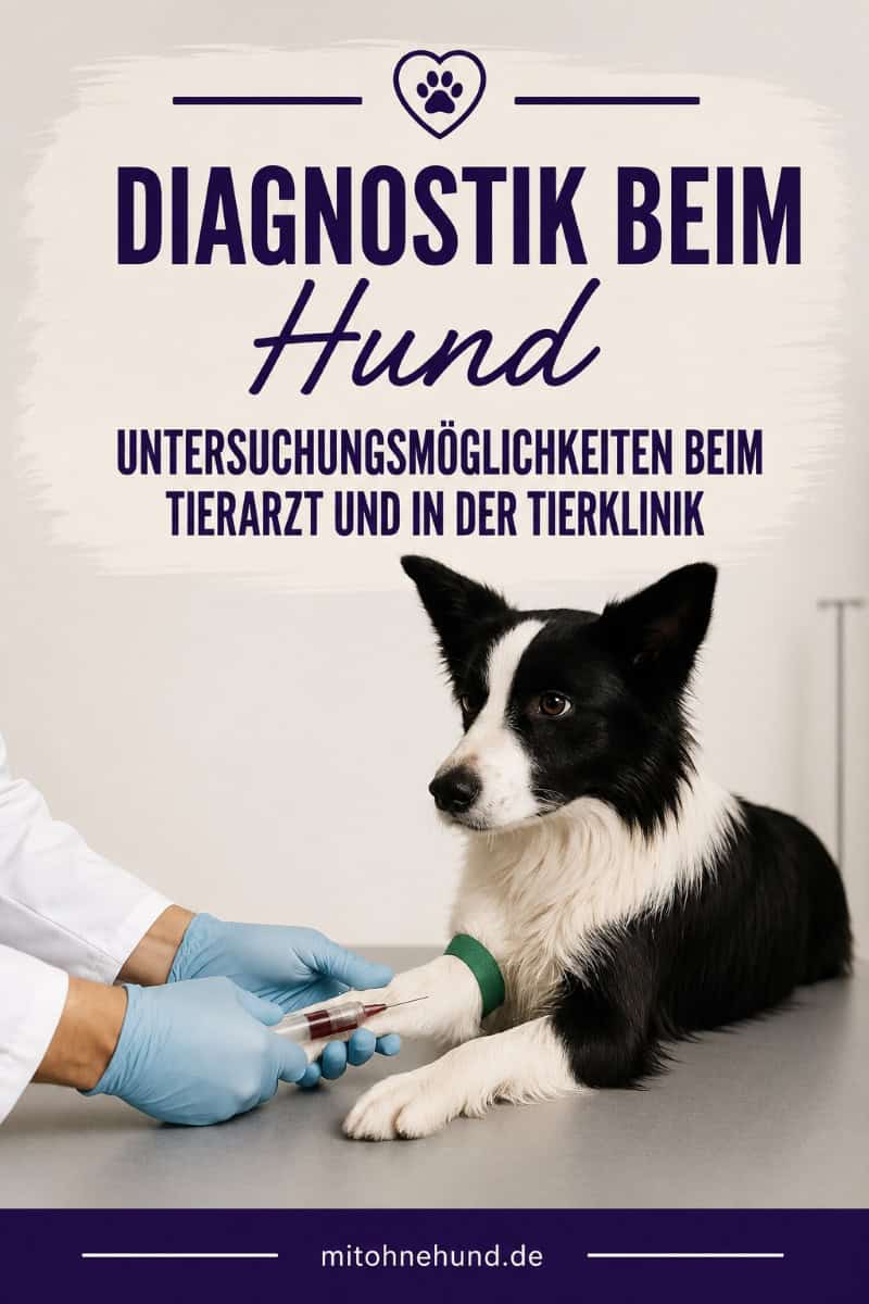 Tierarzt nimmt einem Border Collie auf dem Untersuchungstisch eine Blutprobe ab. Beitragsbild zum Ratgeber über Diagnostik und Untersuchungsmöglichkeiten beim Hund.