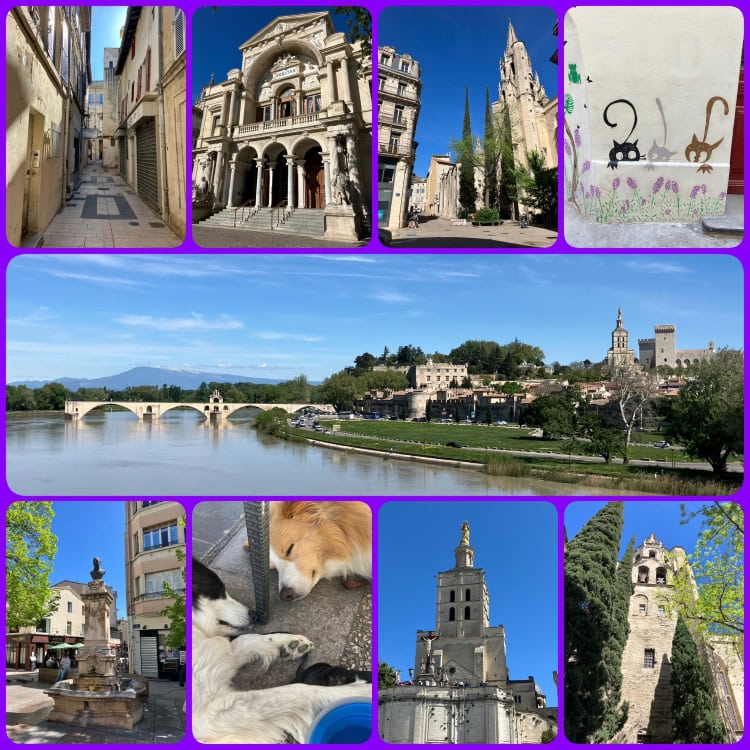 Avignon in Südfrankreich mit Hund – Spaziergang durch die Altstadt und entlang des Flusses