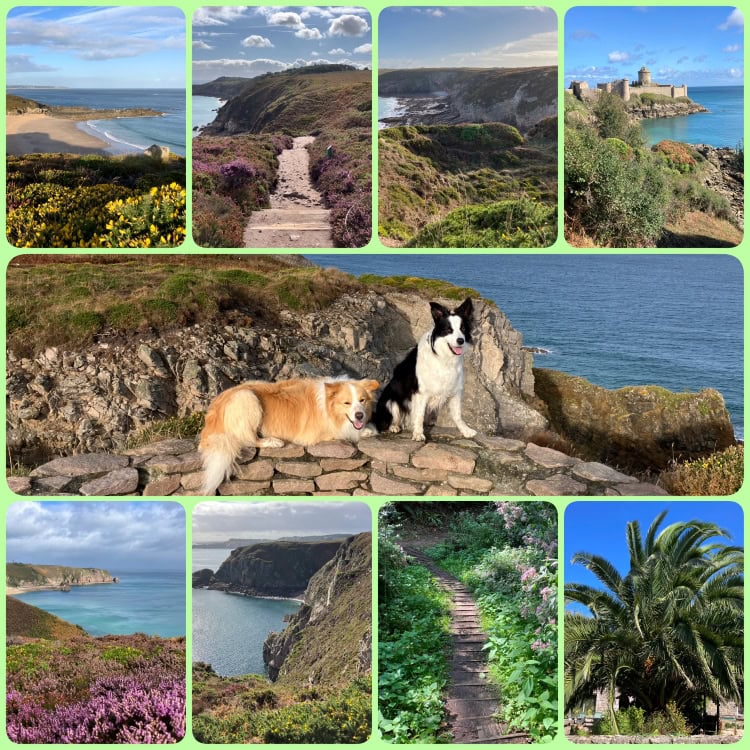 Cap Fréhel in der Bretagne mit Hund: Wandern an der Küste in Frankreich