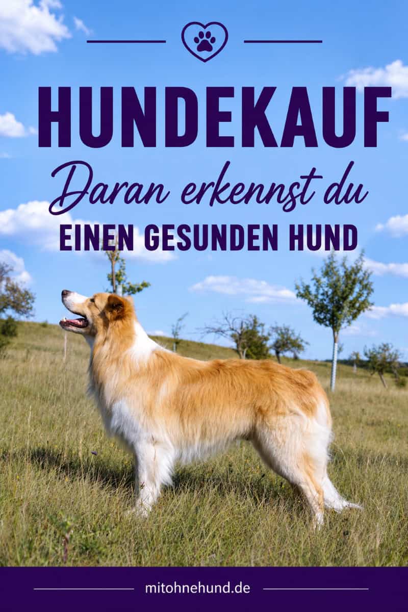Gesunder Hund auf einer Wiese als Titelbild für einen Ratgeber zum Hundekauf. Der Artikel zeigt, wie du einen gesunden Hund erkennst und Gesundheit, Verhalten sowie Warnsignale beim ersten Kennenlernen richtig beurteilst.