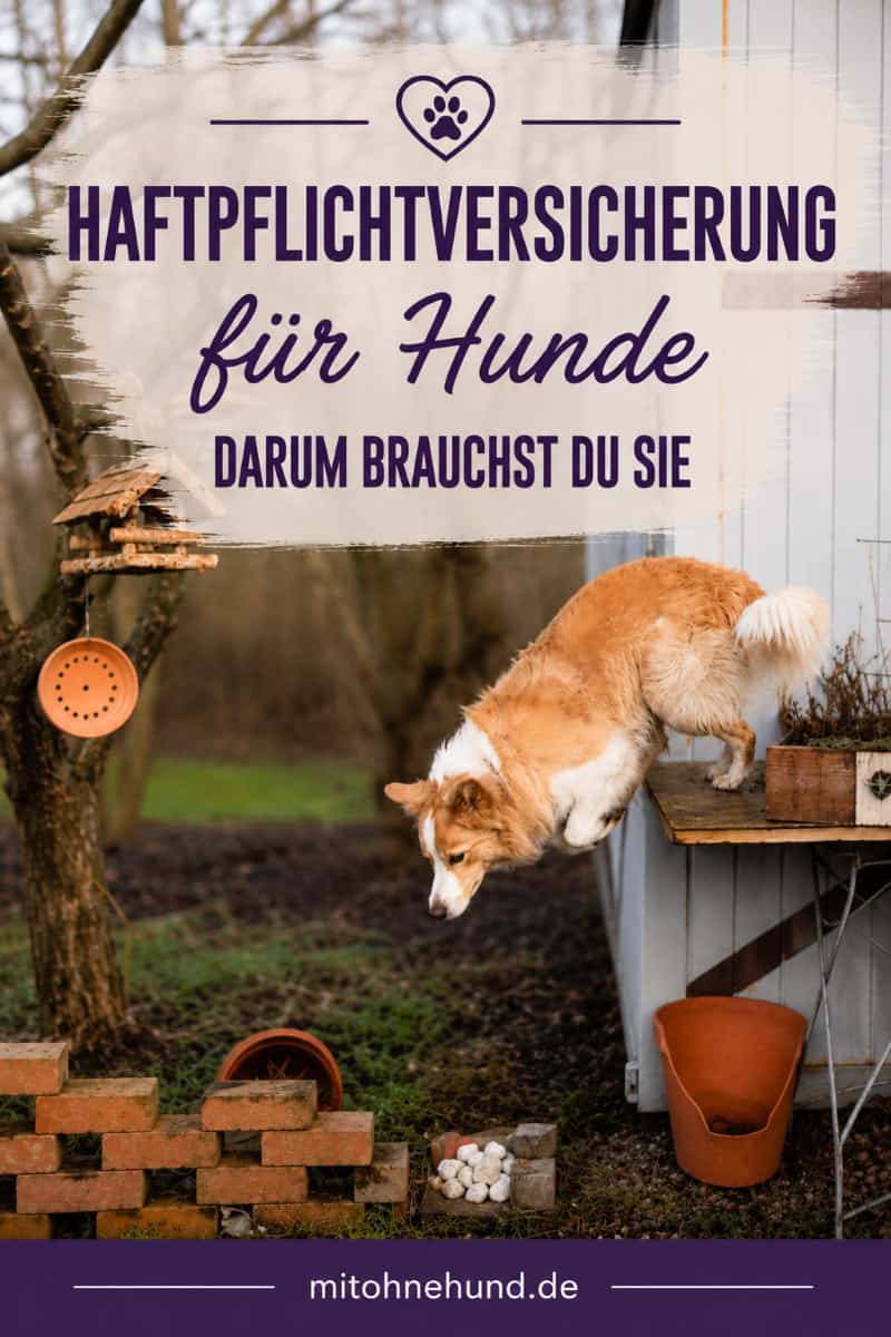 Hund springt von einer erhöhten Terrasse in den Garten als Titelbild für einen Ratgeber zur Haftpflichtversicherung für Hunde. Der Artikel erklärt, wann eine Hundehaftpflichtversicherung Pflicht ist, welche Schäden sie übernimmt und warum sie sinnvoll sein kann.