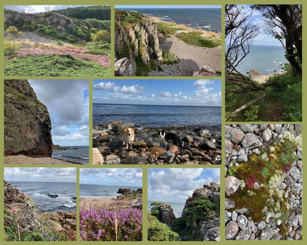 Haverdals Naturreservat Schweden mit Hund – Felsenküste, Waldpfade, Heideblüte und zwei Hunde am Wasser