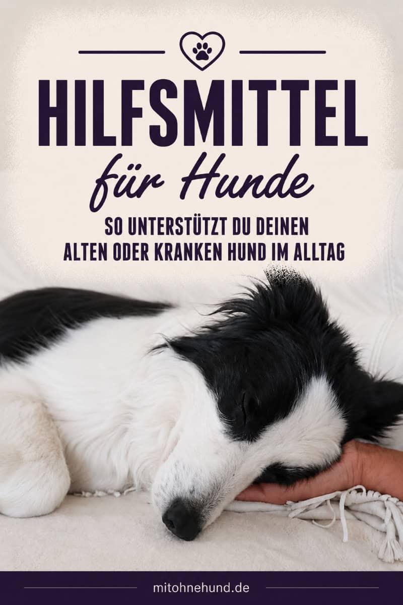 Ein alter Border Collie schläft entspannt mit dem Kopf auf einer Hand. Das Bild verweist auf einen Ratgeber über Hilfsmittel für alte und kranke Hunde mit Tipps zu Mobilitätshilfen, orthopädischen Hundebetten, Tragehilfen, Rampen, Hundebuggys, Pflegeprodukten, Hundebekleidung und Sicherheitszubehör für den Alltag.