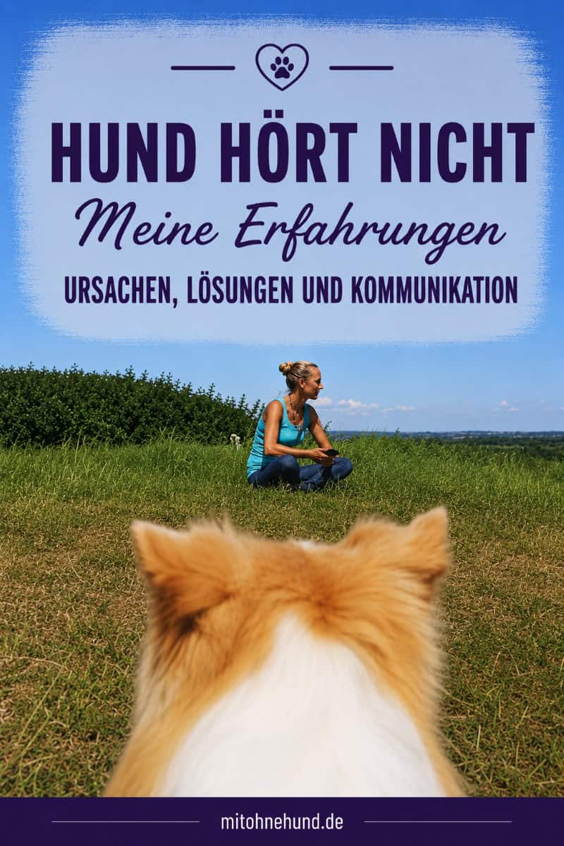 Border Collie beobachtet seine Halterin aus der Entfernung auf einer Wiese. Das Bild steht für Kommunikation und Missverständnisse, wenn ein Hund scheinbar nicht hört.