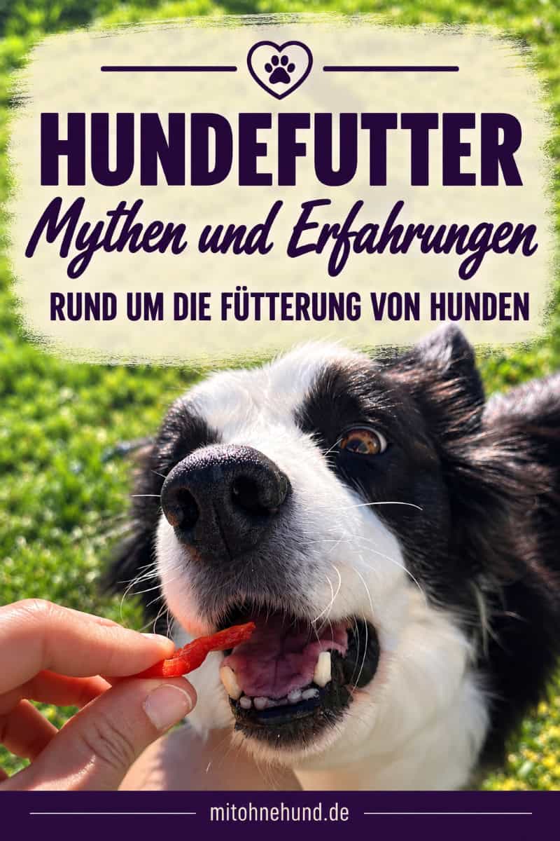 Border Collie frisst einen Snack aus der Hand. Das Beitragsbild zeigt einen Artikel über Hundefutter-Mythen und persönliche Hundefutter-Erfahrungen zu Trockenfutter, BARF, Getreide, rohem Fleisch und vegetarischem Hundefutter.
