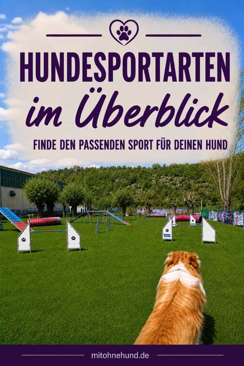 Hund blickt auf einen Agility-Parcours mit verschiedenen Geräten. Das Bild zeigt Hundesportarten im Überblick und hilft dabei, die passende Hundesportart für unterschiedliche Hunde zu finden.