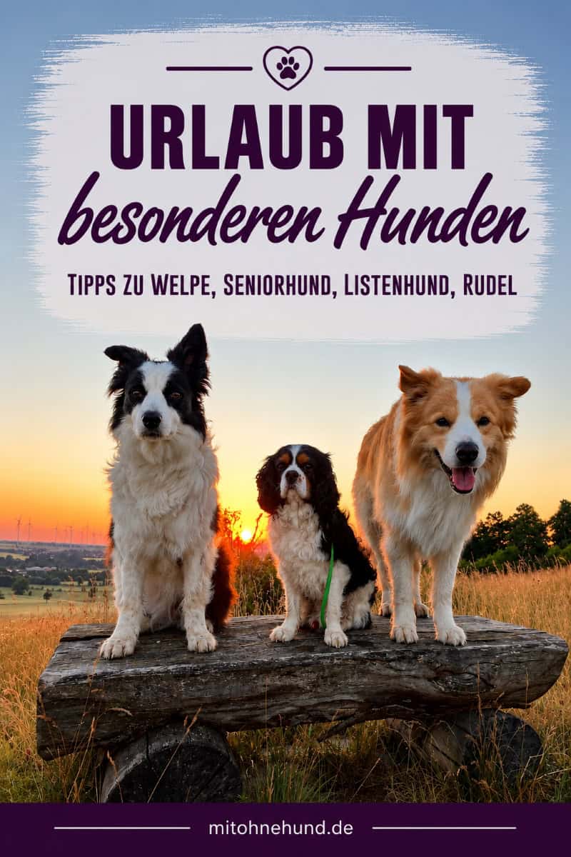 Drei Hunde unterschiedlicher Größe sitzen bei Sonnenuntergang auf einer Holzbank. Das Beitragsbild steht für die Urlaubsplanung mit Welpen, Seniorhunden, Listenhunden und mehreren Hunden.