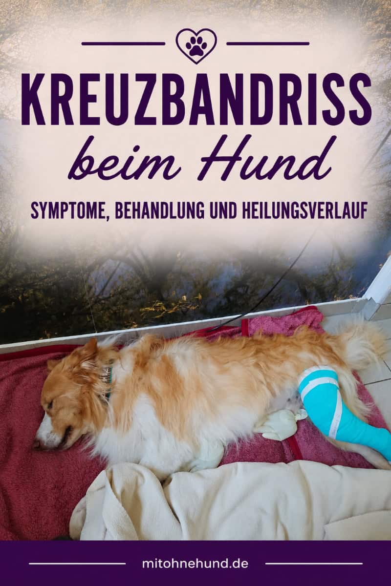 Hund nach einer Kreuzbandriss-Operation mit blauem Verband am Hinterbein während der Erholung. Beitragsbild zum Ratgeber über Kreuzbandriss beim Hund, Symptome, Behandlung und Heilungsverlauf.