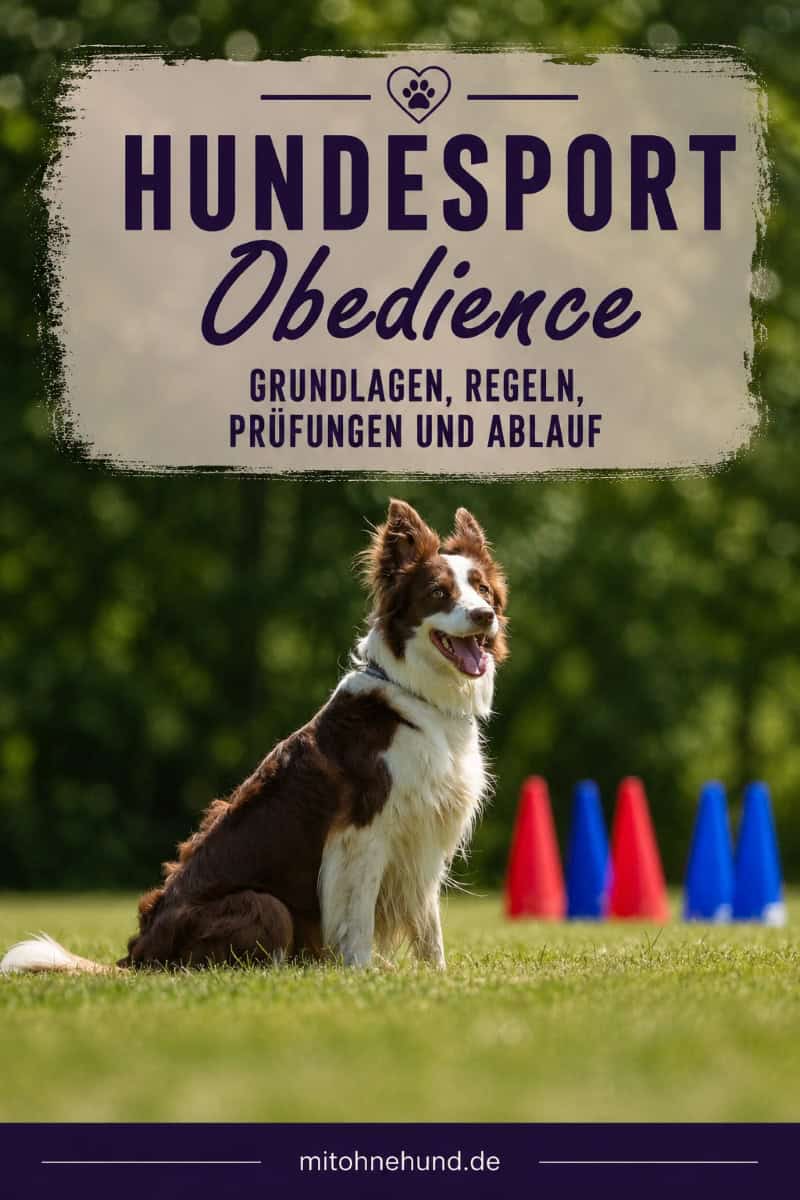 Border Collie beim Obedience-Hundesport auf einem Trainingsplatz. Das Beitragsbild zeigt Obedience mit Übungen, Prüfung, Regeln, VDH-Klassen und dem Einstieg in den Hundesport.