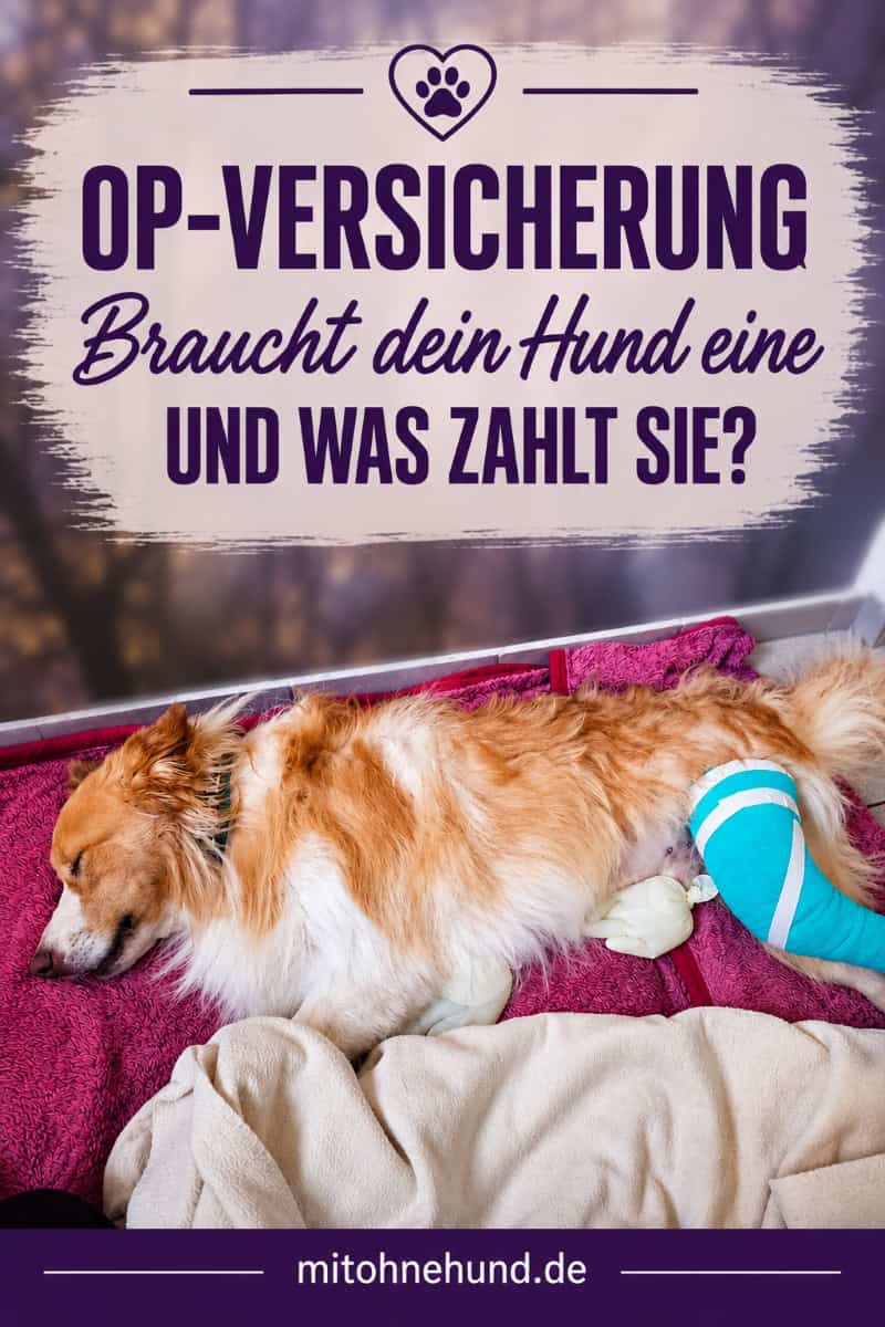 Hund liegt nach einer Operation mit bandagiertem Hinterbein auf einer Decke. Das Bild gehört zu einem Ratgeber über die Hunde-OP-Kostenschutzversicherung und erklärt, welche Operationskosten sie übernimmt und wann sie sinnvoll ist.