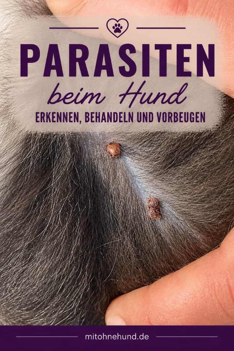 Zecken auf der Haut vom Hund erkennen sieht man auf dem Bild.Parasiten beim Hund erkennen: Zecken im Hundefell als Beispiel für einen Parasitenbefall. Ratgeber zu Symptomen, Behandlung und Vorbeugung von Parasiten beim Hund.