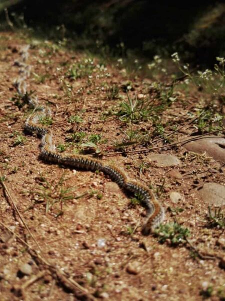 Pinienprozessionsspinner auf Waldweg in Portugal – Gefahr für Hunde
