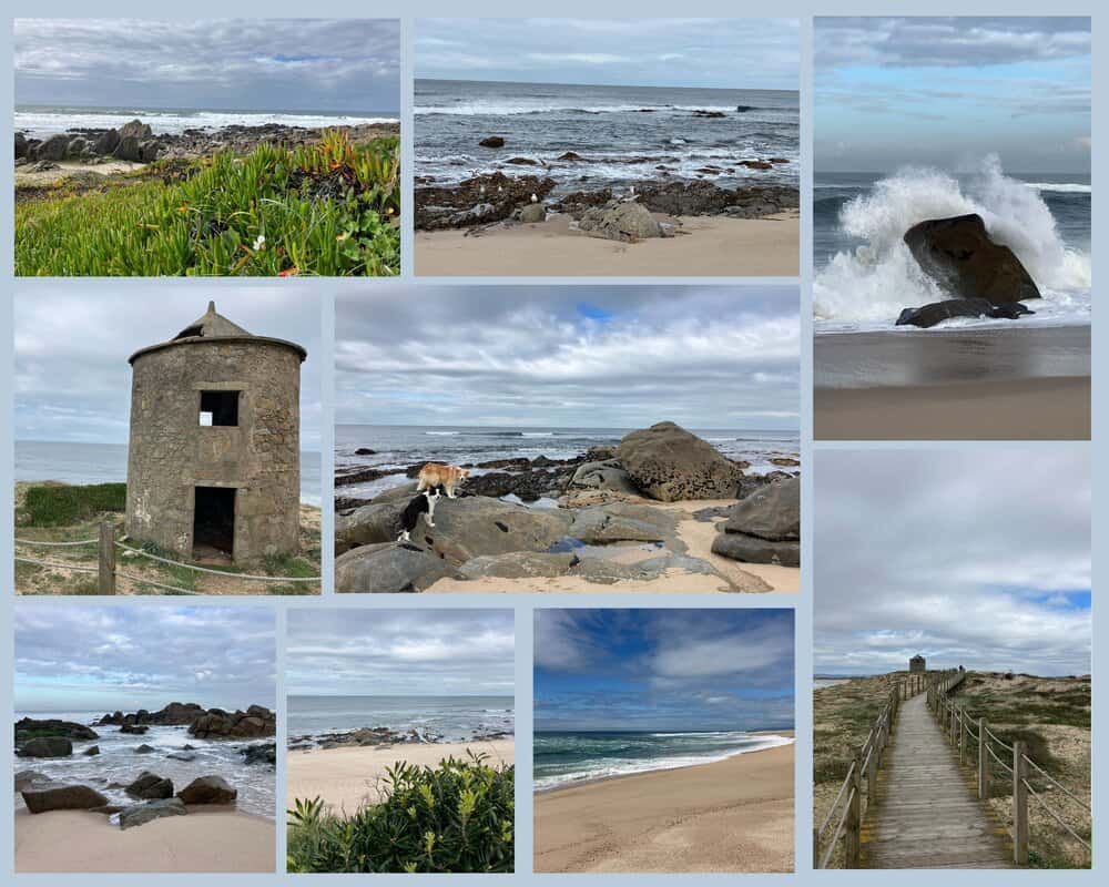 Portugal mit Hund erleben – zwei Hunde am Strand von Aguacadoura mit Felsen, Dünen und Atlantikküste.