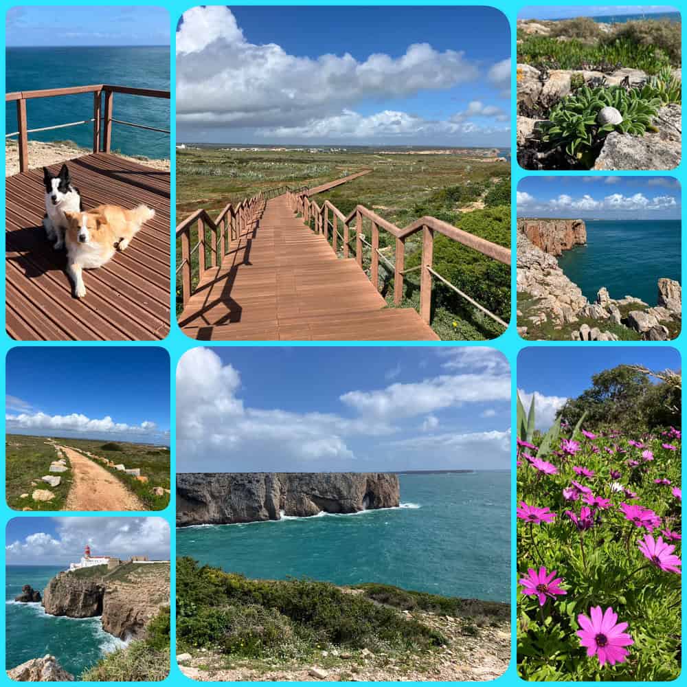 Portugal mit Hund in Sagres – spektakuläre Küstenpfade, Blumenwiesen und steile Klippen am Atlantik mit Leuchtturm.
