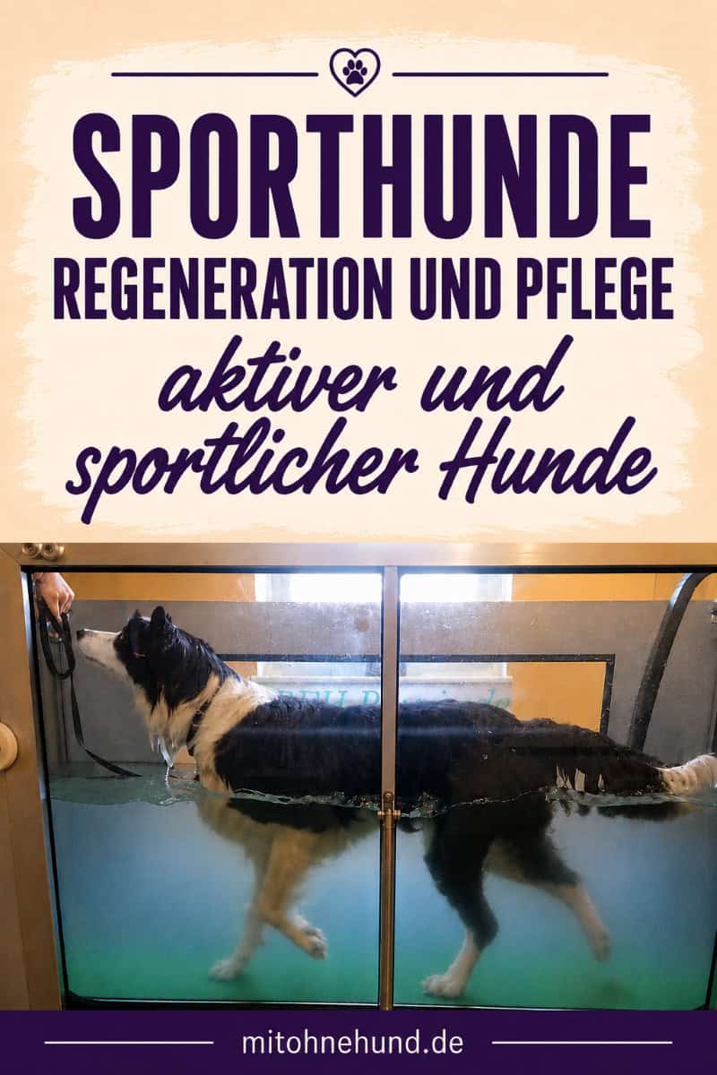 Border Collie im Unterwasserlaufband während der Physiotherapie. Das Bild zeigt Regeneration und Pflege eines Sporthundes nach Training oder Hundesport.