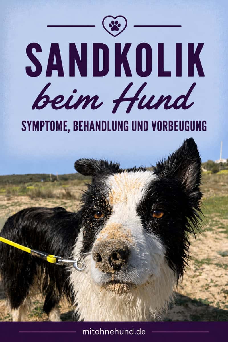 Border Collie mit Sand an Schnauze und Gesicht nach einem Strandbesuch – Sandkolik beim Hund erkennen, Symptome richtig deuten und rechtzeitig handeln.