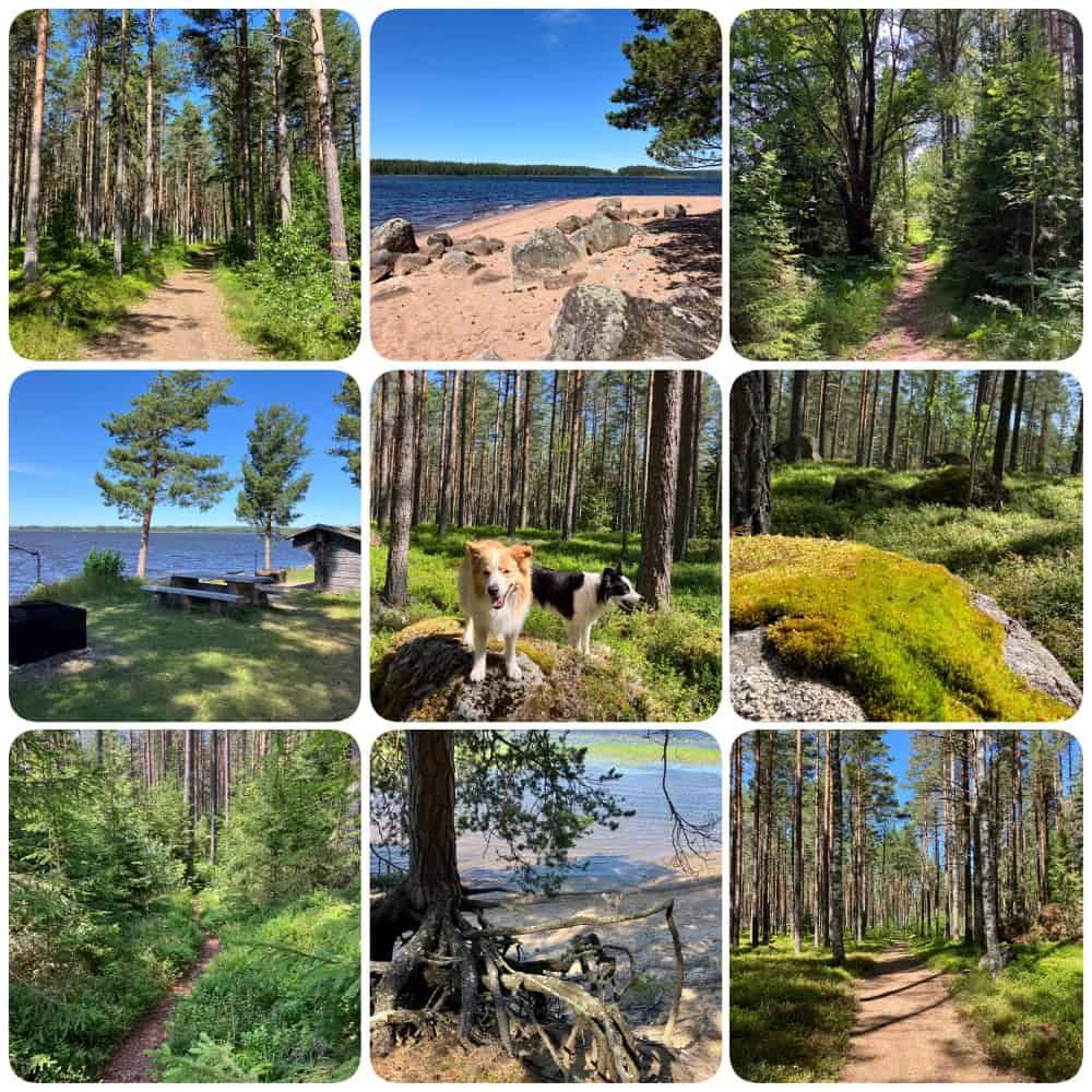 Schweden mit Hund an der Östa Beach bei Ingbo-Källörna – Kiefernwald, Sandstrand und klare Seen