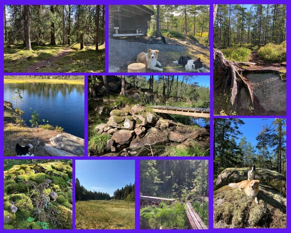 Schweden mit Hund im Murstendalens Naturreservat – wandern durch moosbedeckten Wald, Stege und Seen