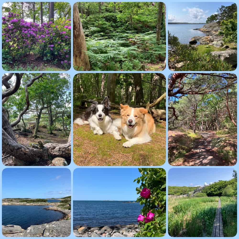 Schweden mit Hund im Särö Västerskog Naturreservat – Spaziergänge durch verwunschene Wälder und am Meer