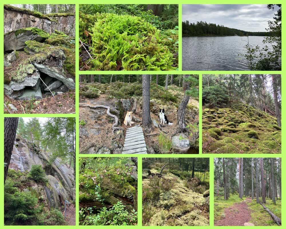Schweden mit Hund im Tutterskulle Naturreservat – moosbedeckter Wald, Felsen, Stege und stille Seen