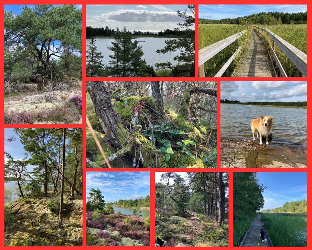 Schweden mit Hund im Yttre Bodane Naturreservat – Wanderwege, Holzstege und Seenlandschaft