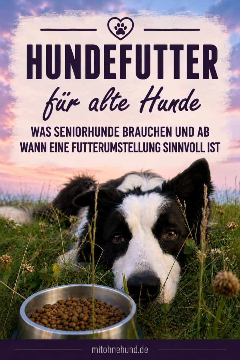 Ein älterer Border Collie liegt vor einem Napf mit Trockenfutter auf einer Wiese. Das Bild verweist auf einen Ratgeber über Seniorfutter für Hunde, die richtige Futterumstellung im Alter, altersgerechte Ernährung, wichtige Inhaltsstoffe sowie typische Futterprobleme und Erkrankungen bei Seniorhunden.