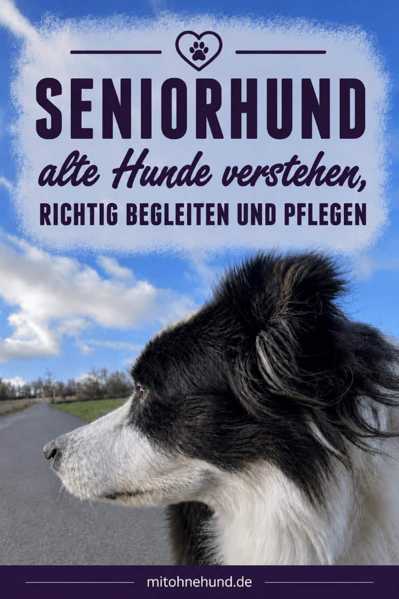 Ein älterer Border Collie blickt aufmerksam über eine ruhige Straße. Das Bild verweist auf einen Ratgeber darüber, wie sich ein Seniorhund im Alter verändert, welche Altersanzeichen auftreten und wie sich Pflege, Verhalten, Alltag, Spaziergänge und Beschäftigung an die Bedürfnisse alter Hunde anpassen lassen.
