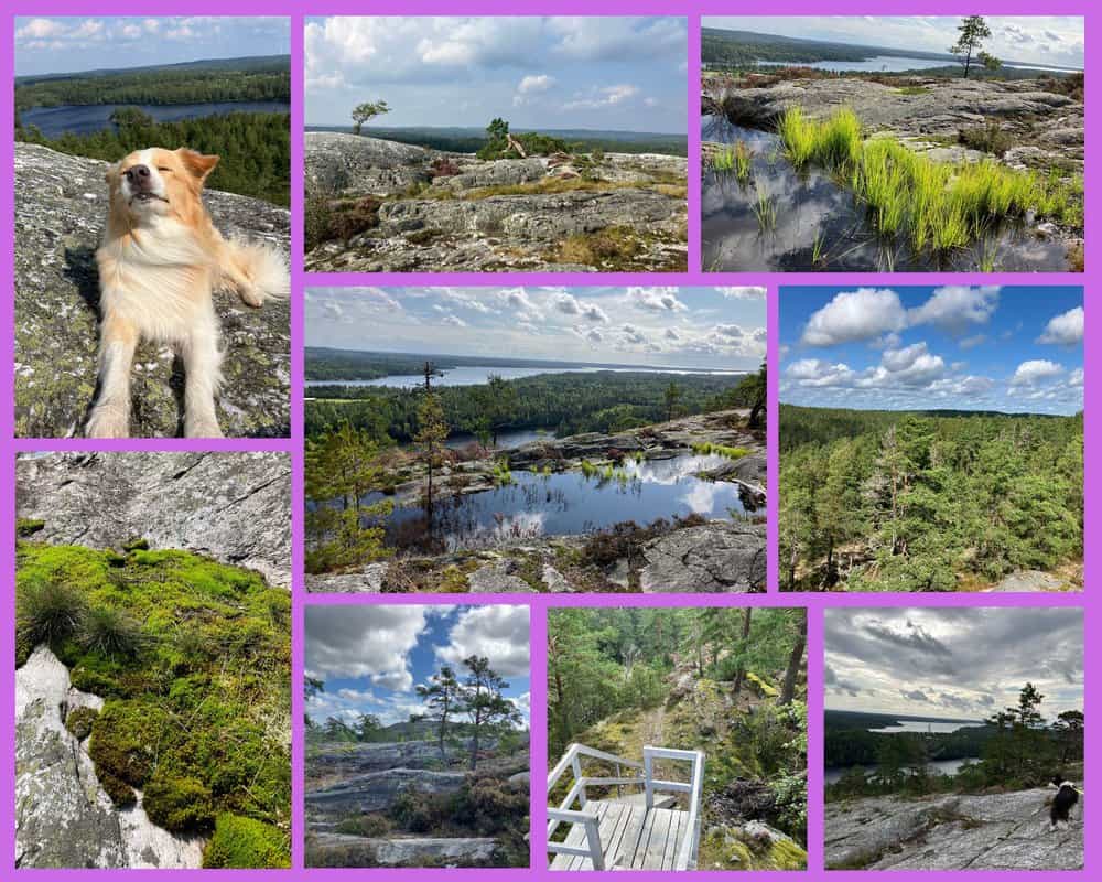 Soerknatten Naturreservat Schweden mit Hund – Panoramaausblick über Seen, Wälder und Felsen