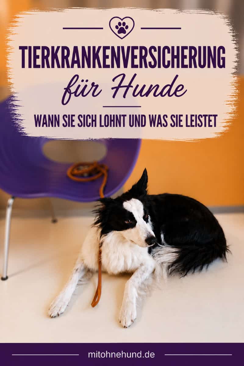 Border Collie liegt beim Tierarzt im Wartebereich als Titelbild für einen Ratgeber zur Tierkrankenversicherung für Hunde. Der Artikel erklärt, welche Leistungen eine Hundekrankenversicherung übernimmt und wann sich Vollschutz lohnt.