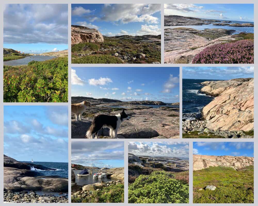 Tjurpannans Naturreservat Schweden mit Hund – raue Felsküste, Heidelandschaft, Meerblick und zwei Hunde