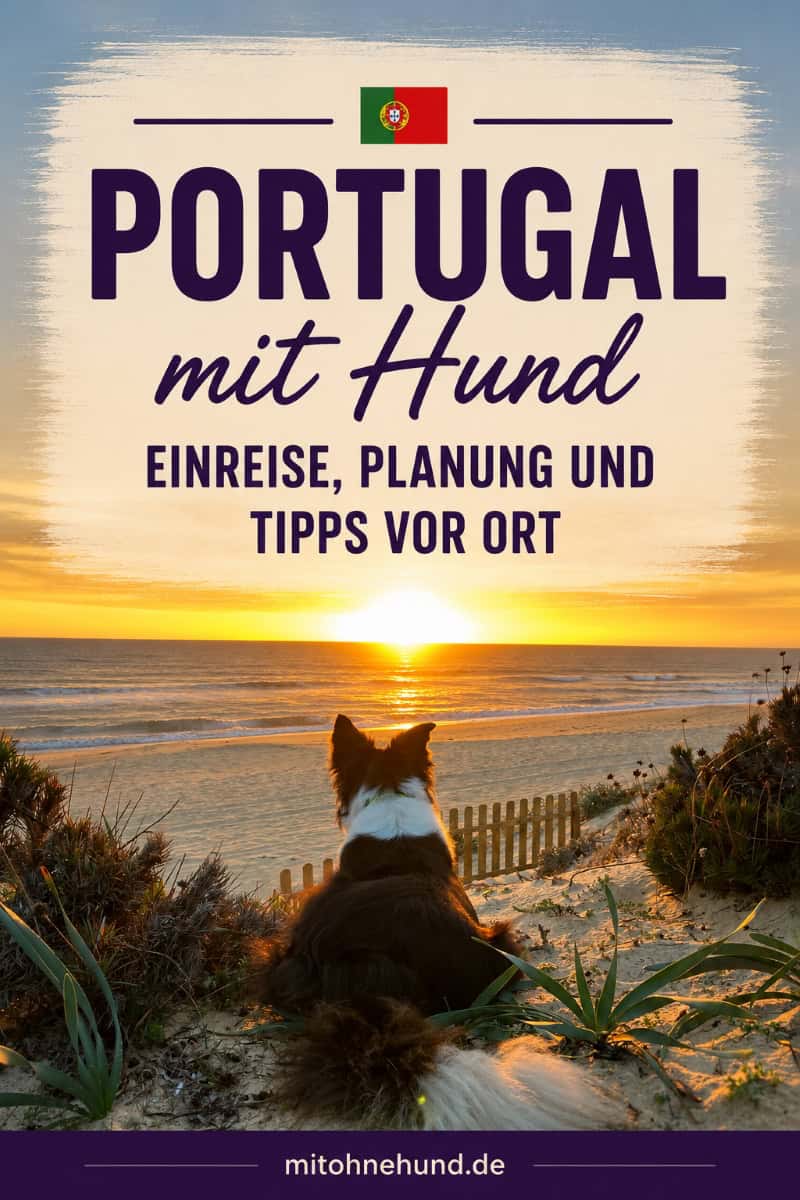 Border Collie blickt auf den Sonnenuntergang am Strand in Portugal. Tipps für Urlaub mit Hund in Portugal zu Einreise, Stränden, Camping, Wandern und Reiseplanung.