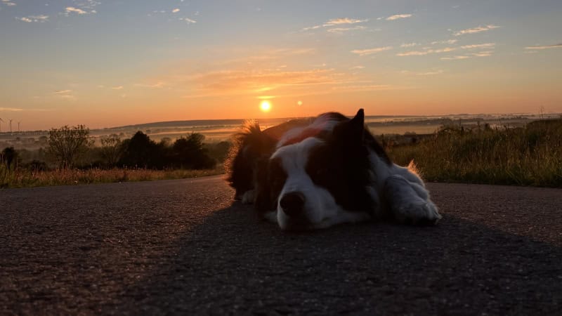 Ein Seniorhund liegt während einer Reise entspannt auf einer Straße bei Sonnenaufgang. Das Bild begleitet den Abschnitt zu Medikamenten, Tierarztplanung und Notfallvorsorge im Urlaub mit einem Seniorhund.