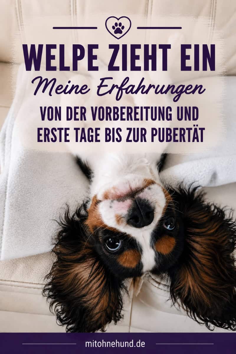 Ein Cavalier-King-Charles-Spaniel-Welpe liegt entspannt auf dem Rücken auf einem Sofa. Das Bild steht für den Einzug eines Welpen ins neue Zuhause.