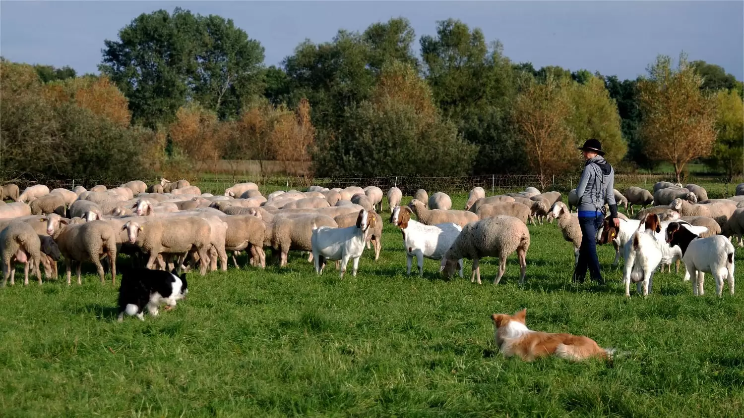 Franziska von mitohnehund.de steht mit zwei Border Collies vor einer Schafherde auf einer grünen Wiese