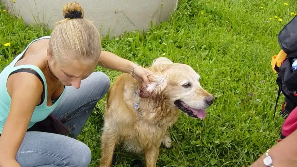 Frau untersucht einen nassen Hund am Wegesrand – Thema Verantwortung und rechtliche Aspekte beim Freilauf