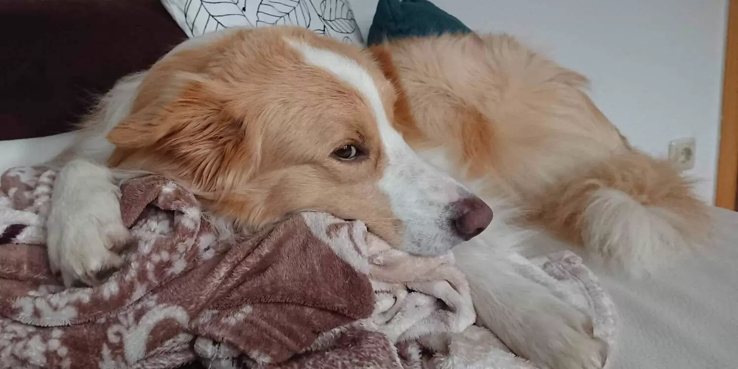 Hund ruht erschöpft auf Decke – zeigt typische Krankheitsanzeichen und Bedarf an Pflege.