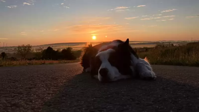 Ein Seniorhund liegt während einer Reise entspannt auf einer Straße bei Sonnenaufgang. Das Bild begleitet den Abschnitt zu Medikamenten, Tierarztplanung und Notfallvorsorge im Urlaub mit einem Seniorhund.